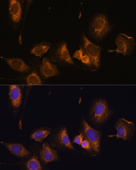 RPL32 antibody