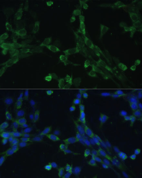 EEF1G antibody