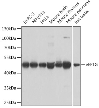 EEF1G antibody