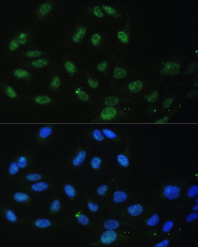 DDX50 antibody