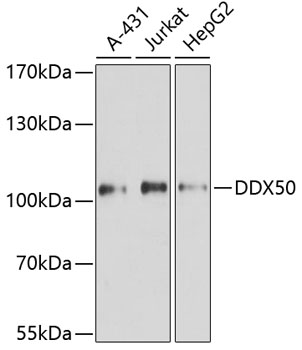 DDX50 antibody