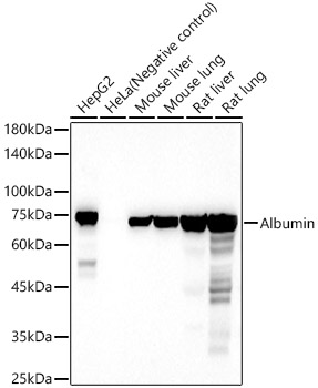 ALB antibody