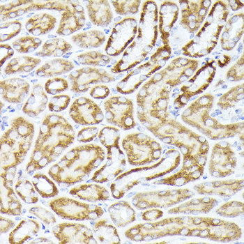 BMPR1B antibody