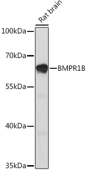 BMPR1B antibody