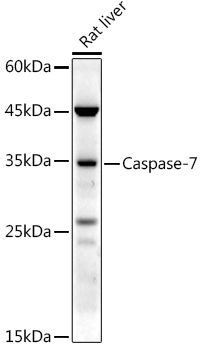 CASP7 antibody