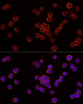 CASP7 antibody