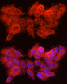 CASP7 antibody