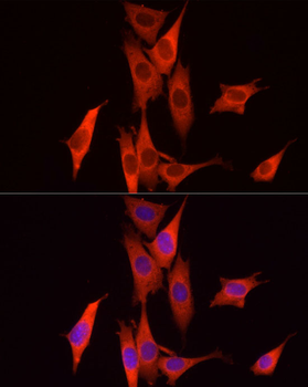 CASP7 antibody