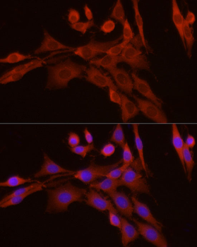 CASP7 antibody