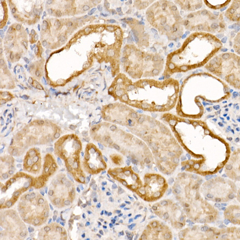 CASP7 antibody