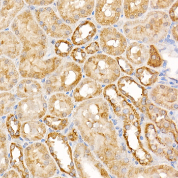 CASP7 antibody