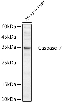 CASP7 antibody