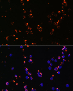 CD27 antibody