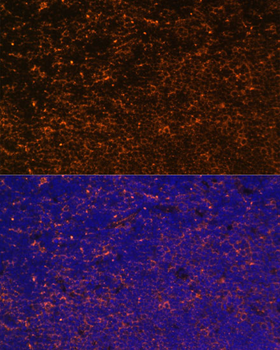 CD27 antibody