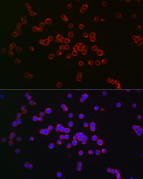 CD27 antibody