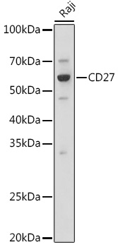 CD27 antibody