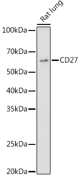 CD27 antibody