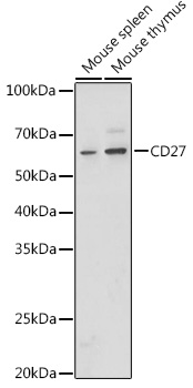 CD27 antibody