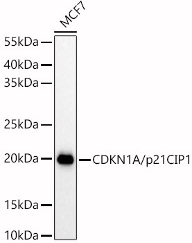 CDKN1A antibody