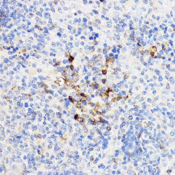 CHI3L1 antibody