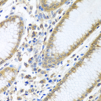 EIF4E antibody