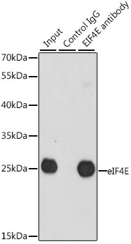 EIF4E antibody