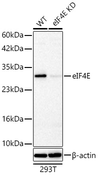 EIF4E antibody