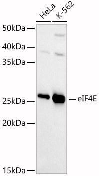 EIF4E antibody