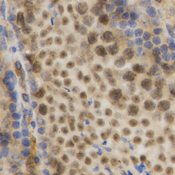 ELAVL1 antibody