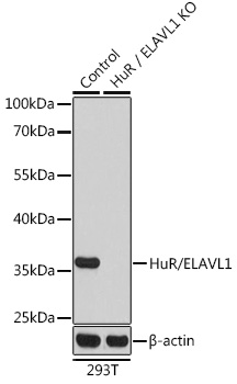 ELAVL1 antibody