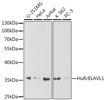 ELAVL1 antibody