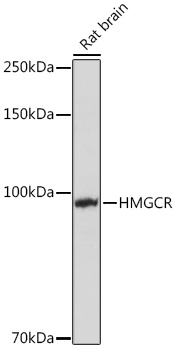 HMGCR antibody