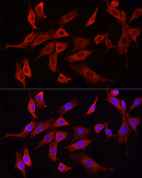 HMGCR antibody