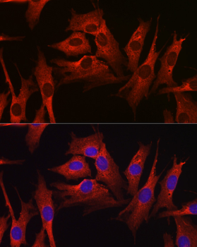 HMGCR antibody