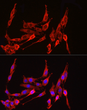 HMGCR antibody