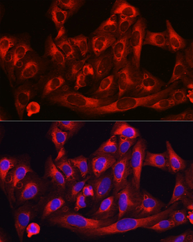 HMGCR antibody