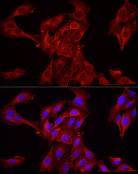 HMGCR antibody