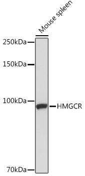 HMGCR antibody