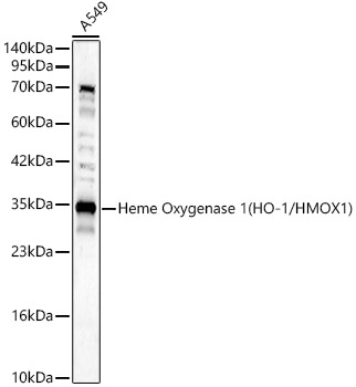 HMOX1 antibody