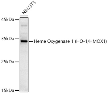 HMOX1 antibody