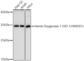 HMOX1 antibody