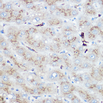 HMOX1 antibody