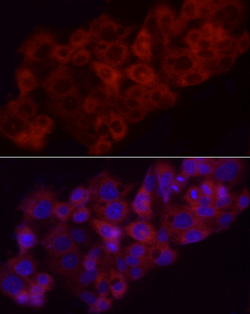 HMOX1 antibody