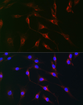 MAOB antibody