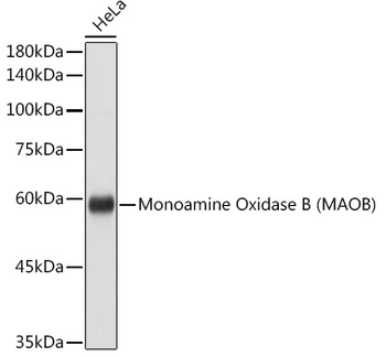 MAOB antibody