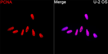 PCNA antibody