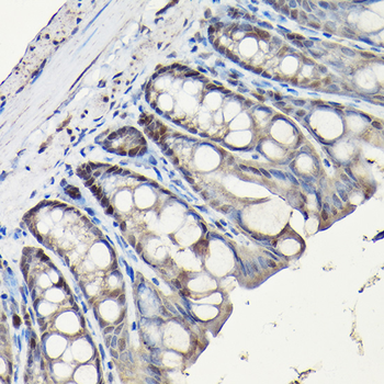 PCNA antibody