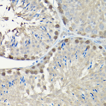 PCNA antibody