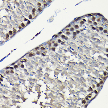 PCNA antibody