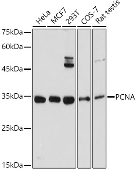 PCNA antibody